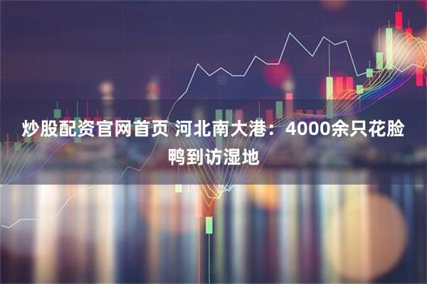 炒股配资官网首页 河北南大港:4000余只花脸鸭到访湿地