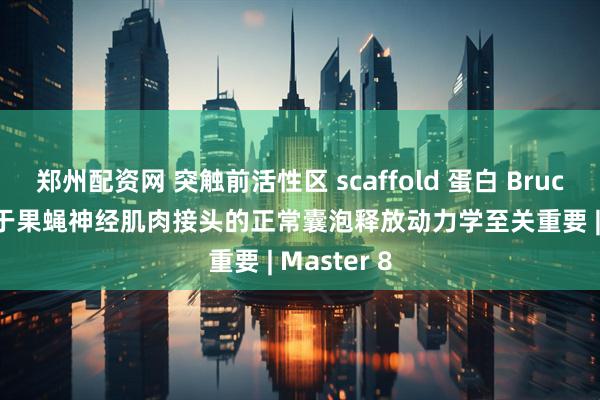 郑州配资网 突触前活性区 scaffold 蛋白 Bruchpilot 对于果蝇神经肌肉接头的正常囊泡释放动力学至关重要 | Master 8